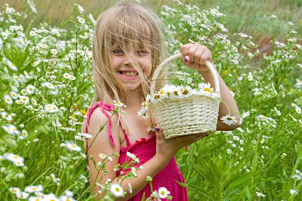Літній Wildflower кошик — стокове фото