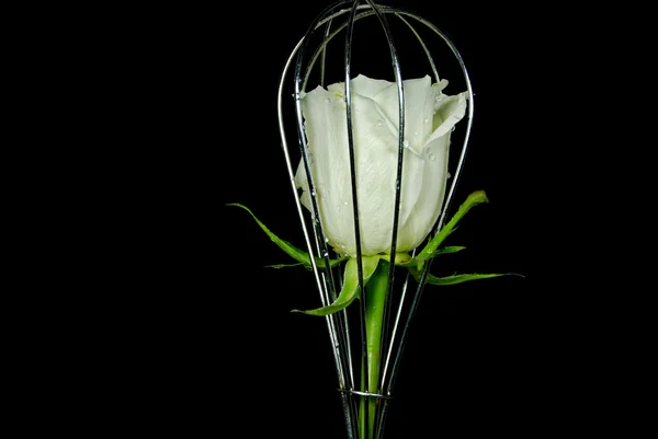 White rose in wire whisk — Stock Photo, Image