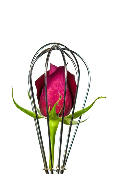 Red rose in whisk — Stock Photo, Image