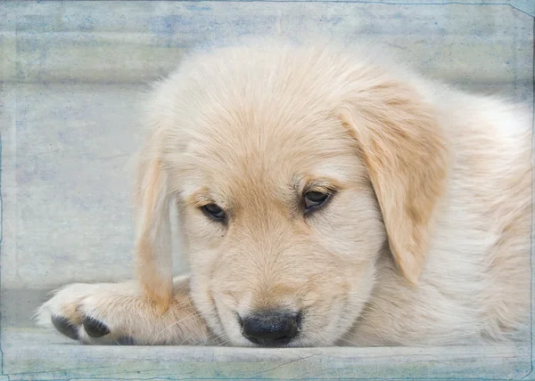 Golden Retriever puppy — Stock Photo, Image