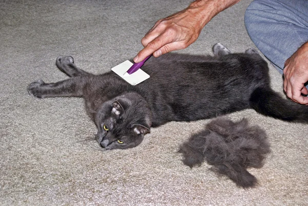 stock image Grooming a cat