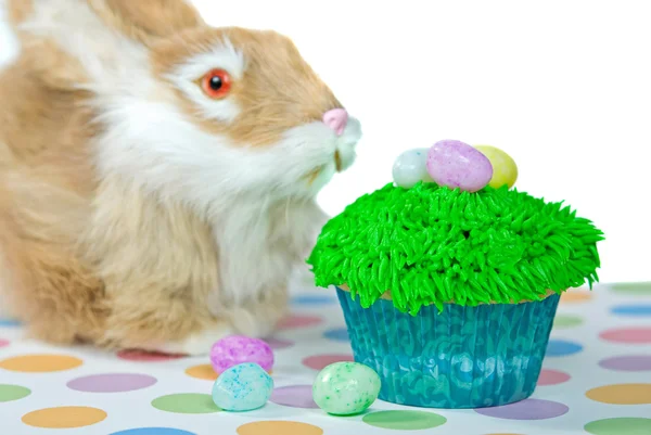 Easter Bunny with cupcake — Stock Photo, Image
