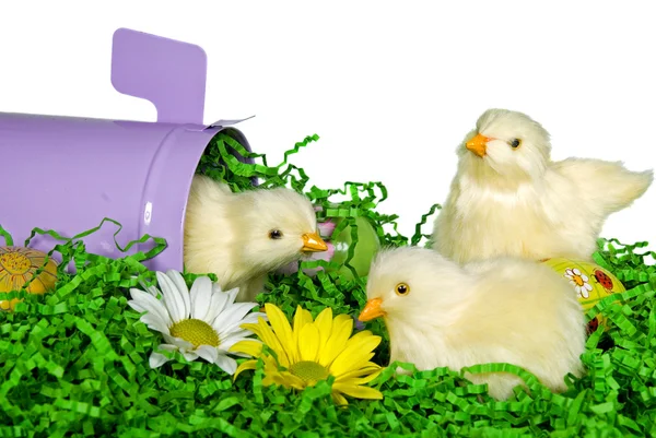 Baby kycklingar i brevlåda — Stockfoto