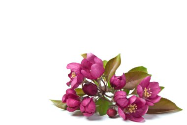 Pink Crabapple Blossoms clipart