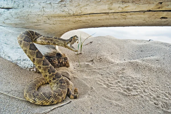 Serpiente sonajero en la arena — Foto de Stock