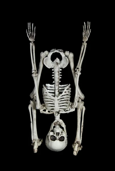 Хеллоуїн скелет — стокове фото