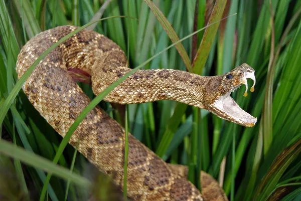Serpiente sonajero enojado — Foto de Stock