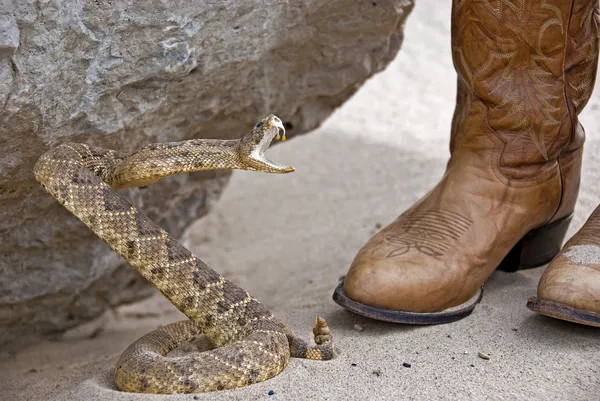 Rattle snake with boots — Stock Photo, Image