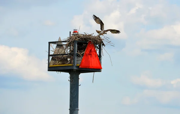 Osprey nest — Stock Photo, Image