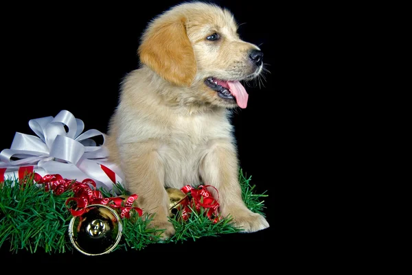 Golden retriever with gift — Stock Photo, Image