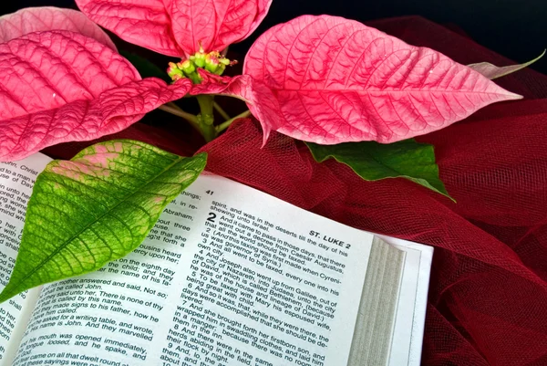 Biblia de Navidad con poinsettia — Foto de Stock