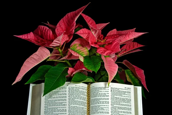 Библия с пуансеттией — стоковое фото