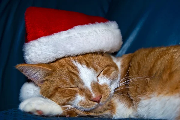 Natale Tabby Cat — Foto Stock