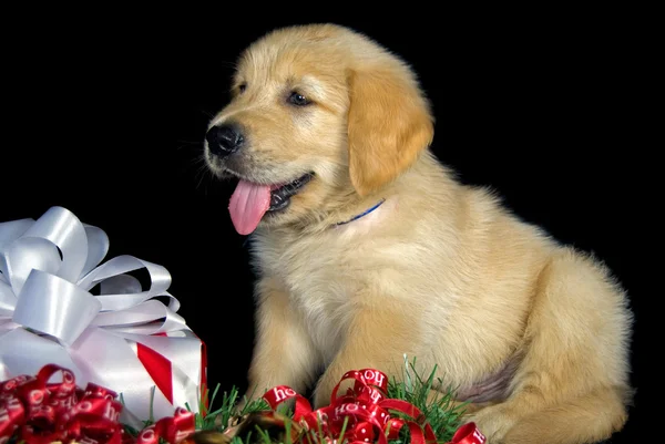 クリスマスの子犬 — ストック写真