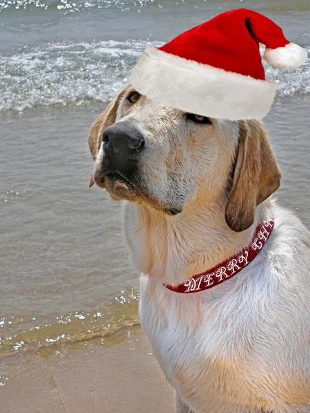 Cachorro de Santa — Foto de Stock