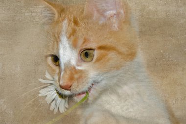 Kitten with daisy clipart