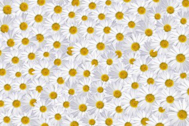 Daisies Galore clipart