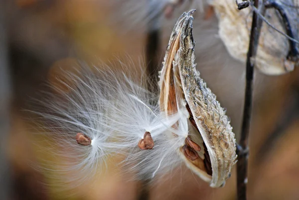Sementes de milkweed — Fotografia de Stock