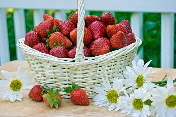 Strawberry korg med prästkragar — Stockfoto