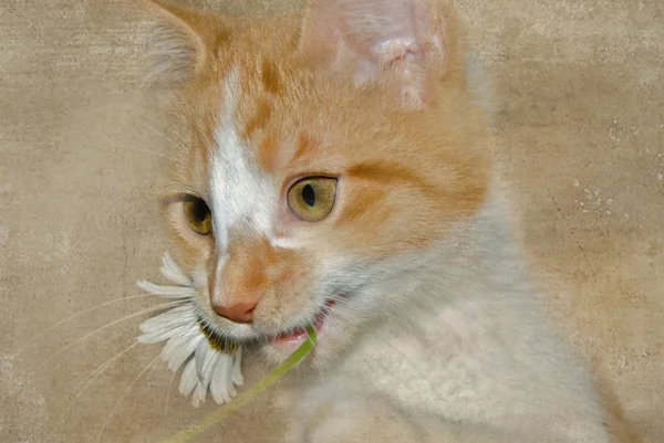Котенок с маргариткой — стоковое фото
