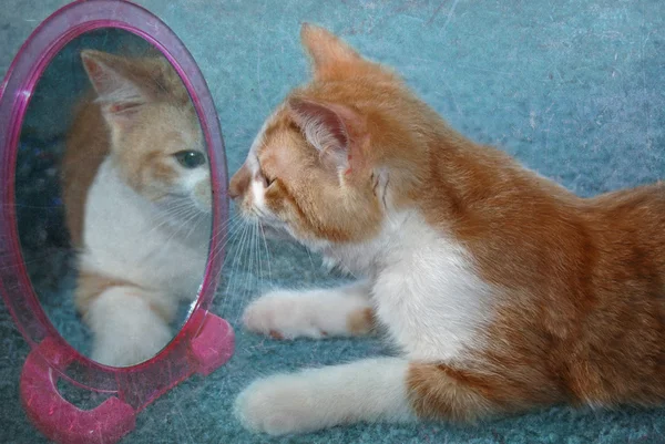 Tabby kattunge titta i spegeln — Stockfoto