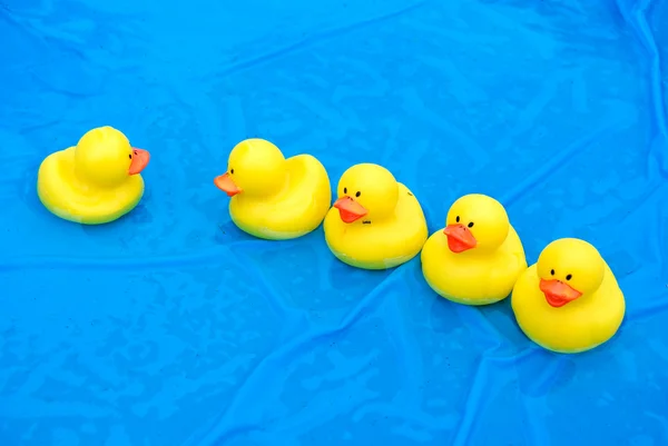 Duck Row — Stock Photo, Image