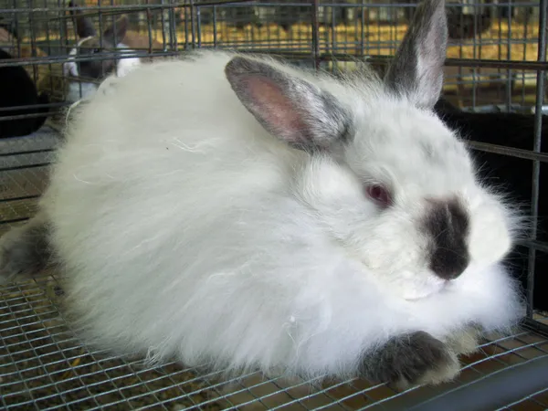 Кролик в клетке — стоковое фото