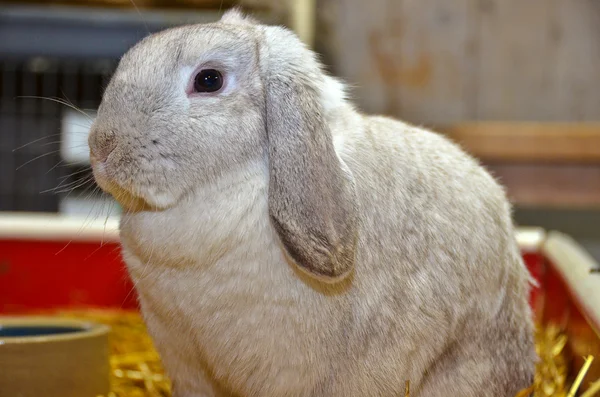 Короткоухий кролик — стоковое фото