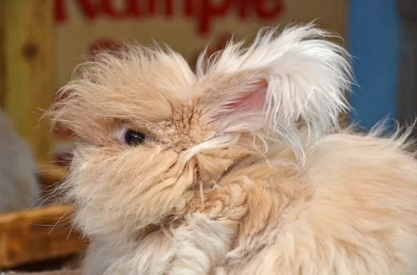 Пушистый белокурый ангорский кролик — стоковое фото