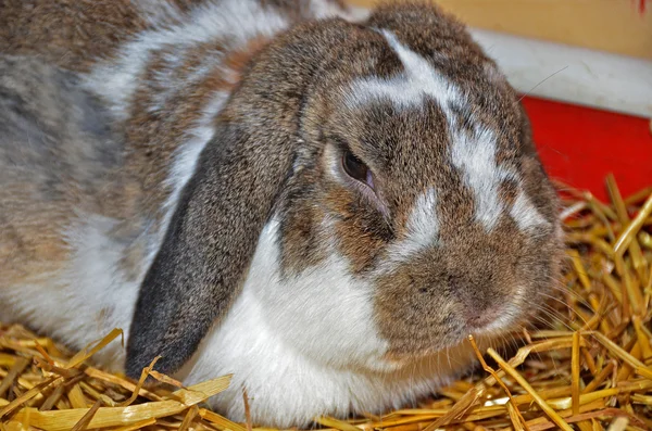 软盘耳的兔子 — 图库照片
