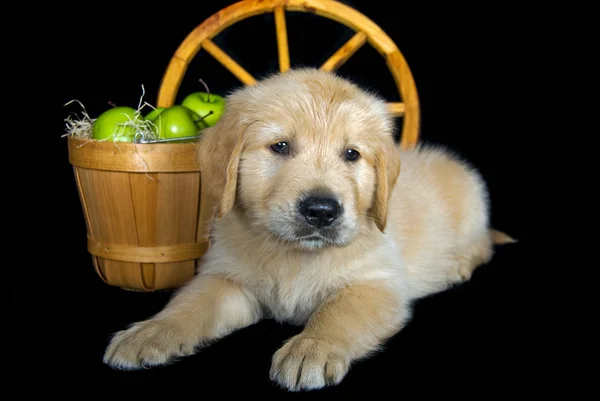 Golden retriever with apples — Stock Photo, Image