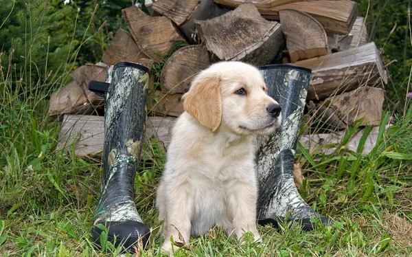 Złoty pies myśliwski z butami — Zdjęcie stockowe