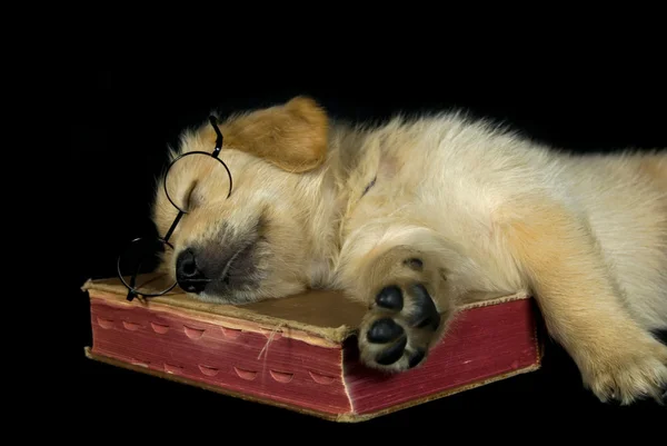 睡着的小狗 — 图库照片