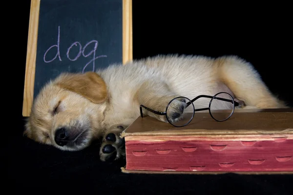 睡着的黄金猎犬 — 图库照片