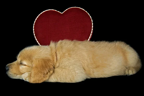 Sevgililer köpek yavrusu — Stok fotoğraf