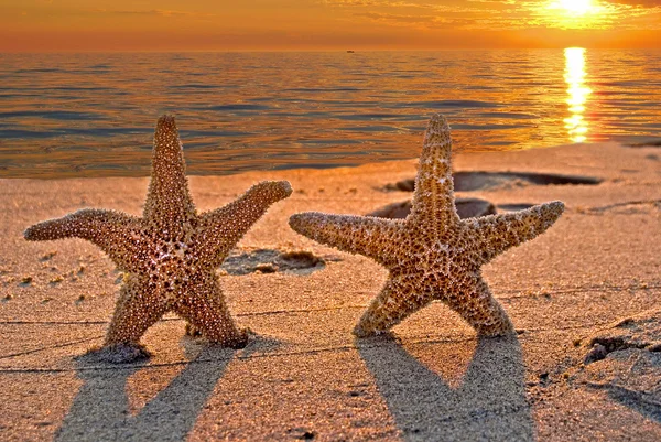 Tengeri csillag pár a strandon — Stock Fotó