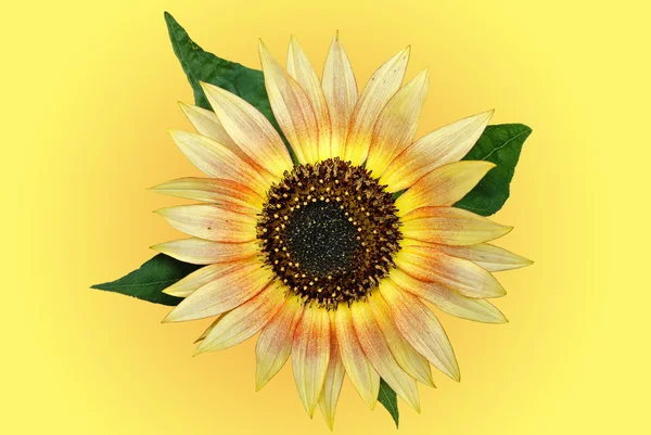 Single Sunflower — Stock Photo, Image