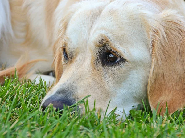 金毛猎犬在草丛中 — 图库照片