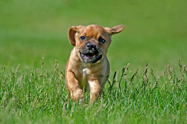 Puggle filhote correndo na grama — Fotografia de Stock
