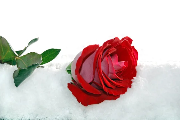 Red rose in winter — Stock Photo, Image