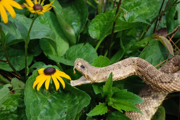 庭の蛇をガラガラ — ストック写真