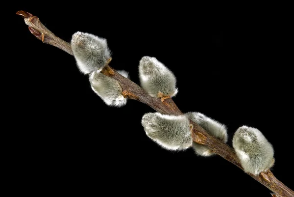 Pussy willow větvička — Stock fotografie