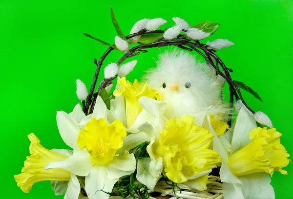 Spring Chicken — Stock Photo, Image