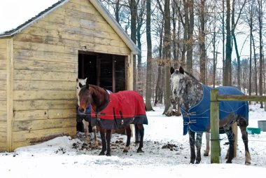 Horse blanket on horses clipart