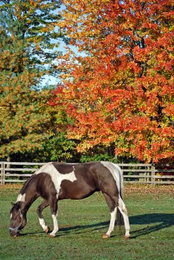 Paint horse in autumn pasture clipart