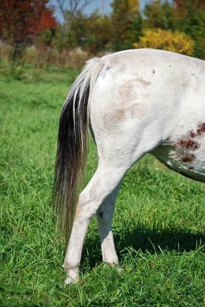 Fine posteriore di un cavallo — Foto Stock