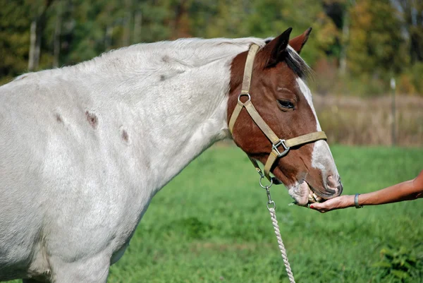 Alimentar a un caballo —  Fotos de Stock