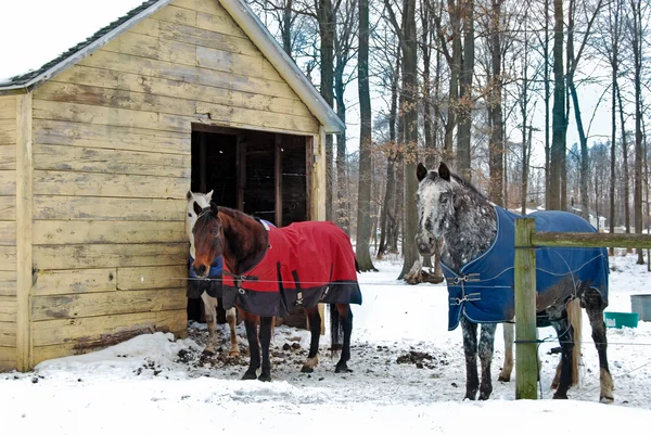 Cobertor de cavalo em cavalos — Fotografia de Stock