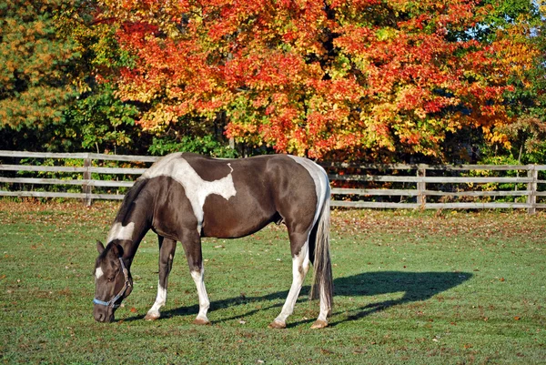 Häst i höst betesmark — Stockfoto