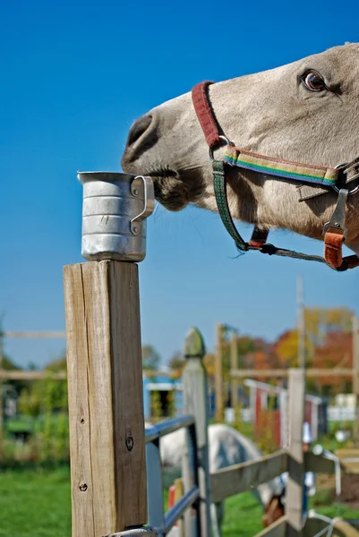 Koń z blaszanym kubkiem — Zdjęcie stockowe